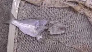 アオリイカがクロサギを食べたようです