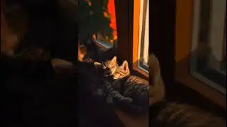 &ldquo;Siblings Cuddling While Purring in Perfect Sync 😻💞#CuteKittens #CatSiblings #PurringCats #Cuddle