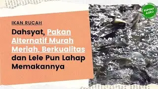 Pakan Alternatif Untuk Lele Ikan Rucah
