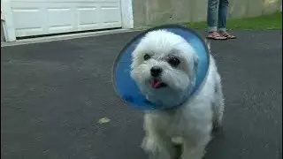5-pound Maltese attacked by off-leash German shepherd on bike path