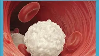 1 b - Plasma protein & A/G ratio