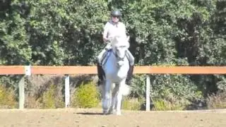 Laffran Sponti - Exquisite German Riding Pony - New Video!