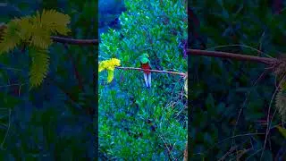 The resplendent quetzal is a small bird found in Central America 🐦 #maracuya #greatercoucal #shorts