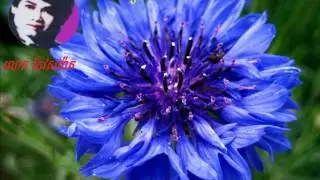 Keo Sarath Song mp3 | Keo Sarath Old Song Collection non stop