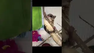 Tiny baby Southern Flying Squirrel. Part 3 #viraltiktok #tiktokviral