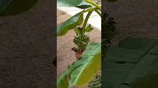 మా ఇంటిలో అరటి చెట్టుకి 🍌🌴 Banana Tree #banana #trees#natural #video #vlogs