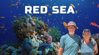 &ldquo;Dolphins in the Red Sea! Counting the Raptor migration and a Boat Mishap