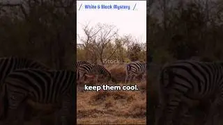 Amazing facts | Zebra's secret life #Zebra #Zebrastripes