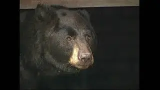 Ursus americanus - Барибал - North American black bear