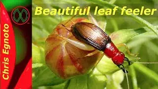 Red Headed Bush Cricket!! The most beautiful insect.