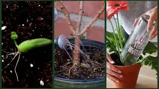 The Ultimate Guide To Being A Plant Parent