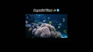 Bioluminescent Reef Loop 🌀🔮✨....#ReefLoop #GlowCoral #AIUnderwater #VisualLoops #EchoMotion