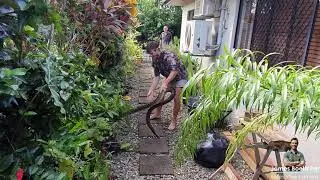Scrub Python rescue and relocation