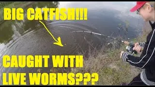 Big Catfish caught with live worms.