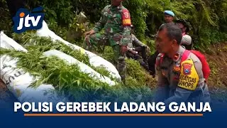 LADANG GANJA DI LERENG GUNUNG SEMERU
