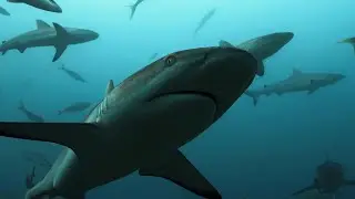 School of Grey Reef Sharks Filmed in Tahiti Pacific Ocean 4K