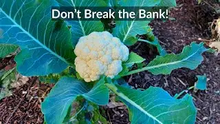 8 of the Best Ways to Save Money in the Garden!