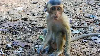 Adorable Baby Monkey | Baby Monkey2024