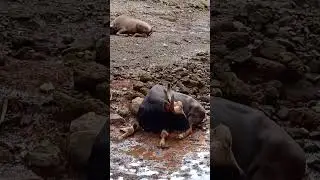 Did you know this is the state animal of Goa? #Gaur #BondlaWildLifeSactuary