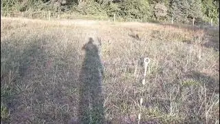 Rotational grazing horses for a better pasture