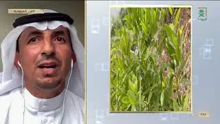#من_السعودية | منطقة جازان نجحت بامتياز في زراعة خشب الصندل