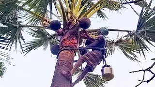 MIND-BLOWING Secrets of Toddy Palm Juice REVEALED