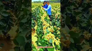 Fresh Natural Chinese Fruits | Juicy & Colorful! 🍑🥭🍓🍒🍊 #shorts #viral #nature