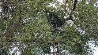 Mistletoe growing on Field maple - August 2023