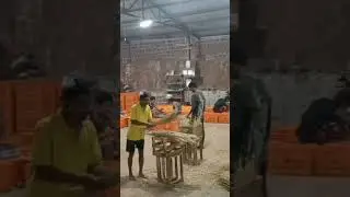 Kokan Mango 🥭