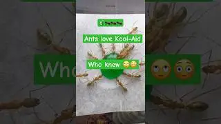 Indian ants changing colors #Fascinating #Insect #Behavior