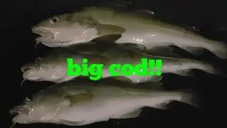 Arbroath fishing for cod  amazeing start to 2018