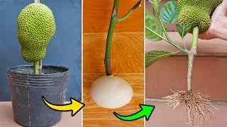 Cool Method, Propagation Jackfruit Tree From Cutting Branches | How to make roots with eggs