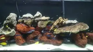 150 gallon demason and yellow lab tank