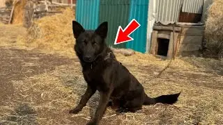 Пес плакал и не хотел умирать. Посмотрите, что с ним сделали хозяева!