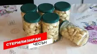 СТЕРИЛИЗИРАН ЧЕСЪН