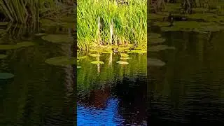 moorhen feeding its baby #shorts_video #britishwildlife  #waterfowl #ytshorts #fypyoutube
