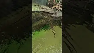 The Cunning Crocodile Camouflaged as a Log