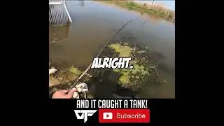 SMACK-TALKING the Googan Filthy Frog...