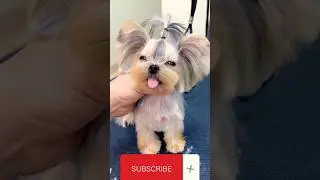 cute Baby dog! #cutepuppy #4kviral #shorts #puppystyle