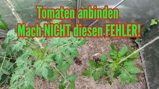 Tomaten NICHT falsch anbinden! Beim Anbinden von Tomaten unbedingt DIESEN FEHLER vermeiden!