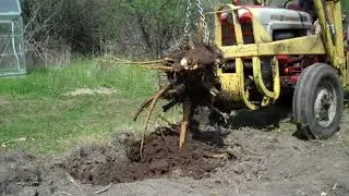 Ford 841 Powermaster Tractor Ep20: Plucking Bushes with the 724 Loader