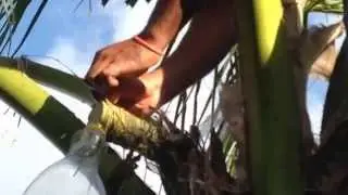 Making Toddy - Captured a young man's toddy making routine in Funafuti, Tuvalu