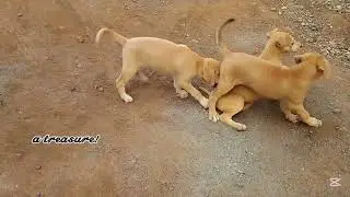 THESE LITTLE PUPS ARE THE HAPPIEST//#puppy #pets #shortvideo #dog #nature 