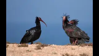 Morocco - Souss-Massa National Park 02 2020
