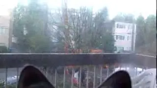Mackacat watching Tree  trimmers