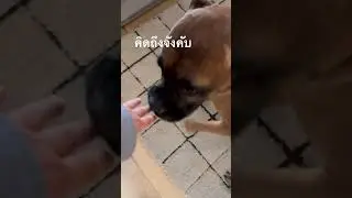 ดีใจที่ได้เจอหน้ายายคับ #got7 #สัตว์เลี้ยงน่ารัก #doggielife #diego #music #boxerdog
