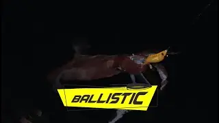 DTD BALL - EGI