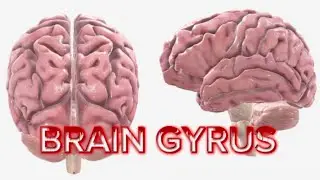 Detailed Guide to Brain Gyri: Identifying Key Gyri in the Brain