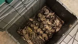 Drying the Worm Bin For Harvest -- Part 2 | Worm Farmer's Diary