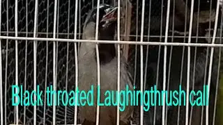 Black-throated Laughingthrush call